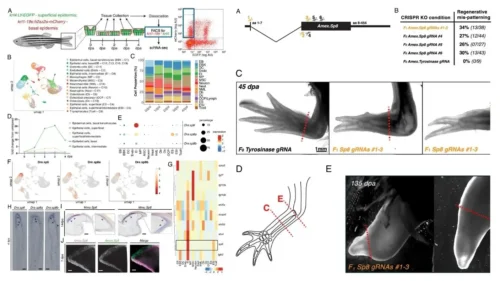 Epidermal SP transcription