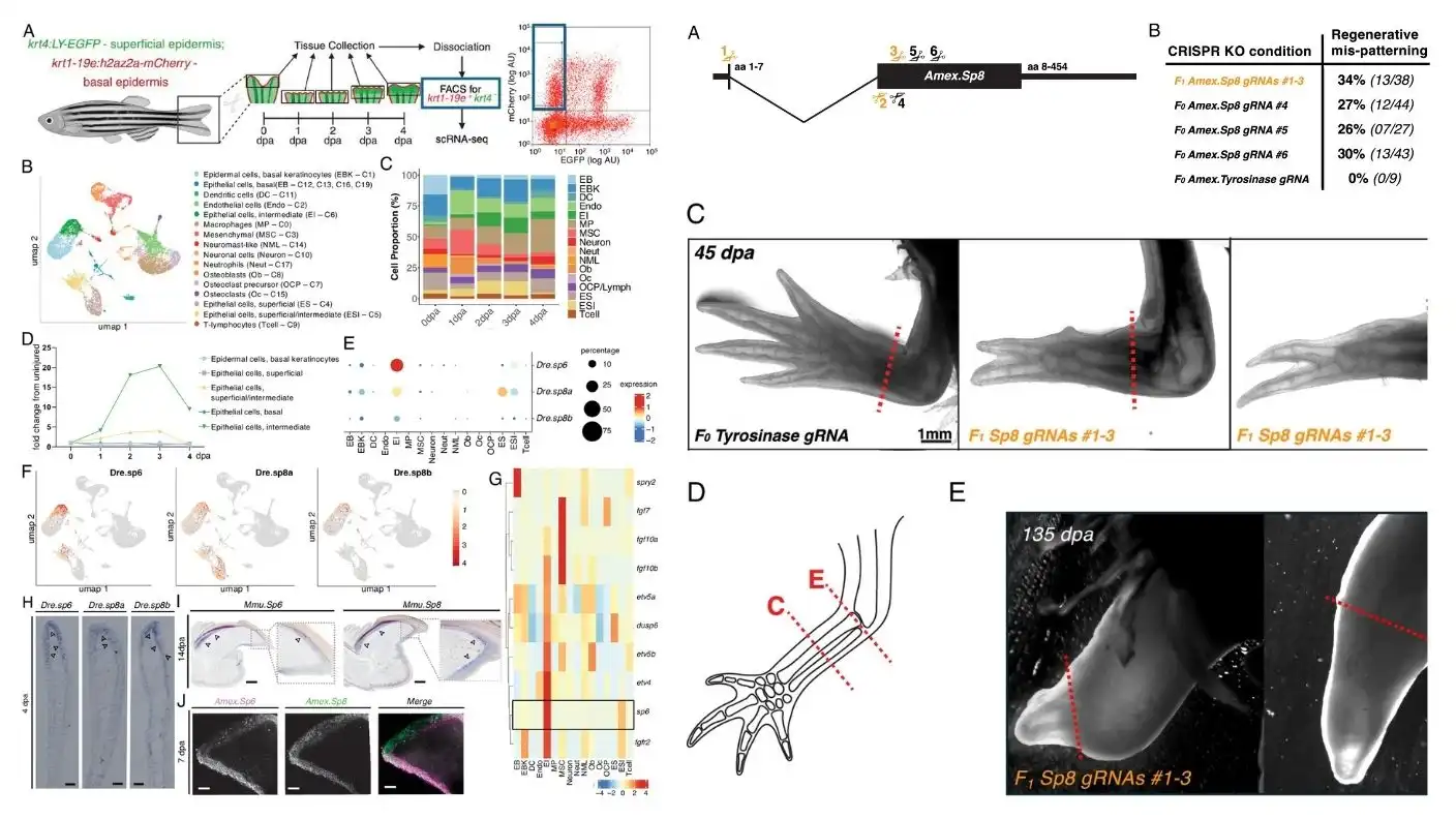Epidermal SP transcription