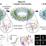 RAD52 homolog Mgm101