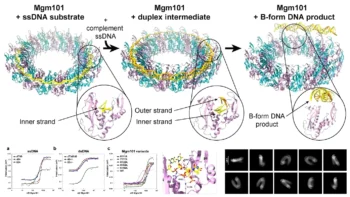 RAD52 homolog Mgm101