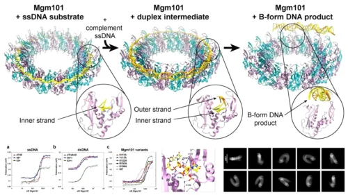 RAD52 homolog Mgm101
