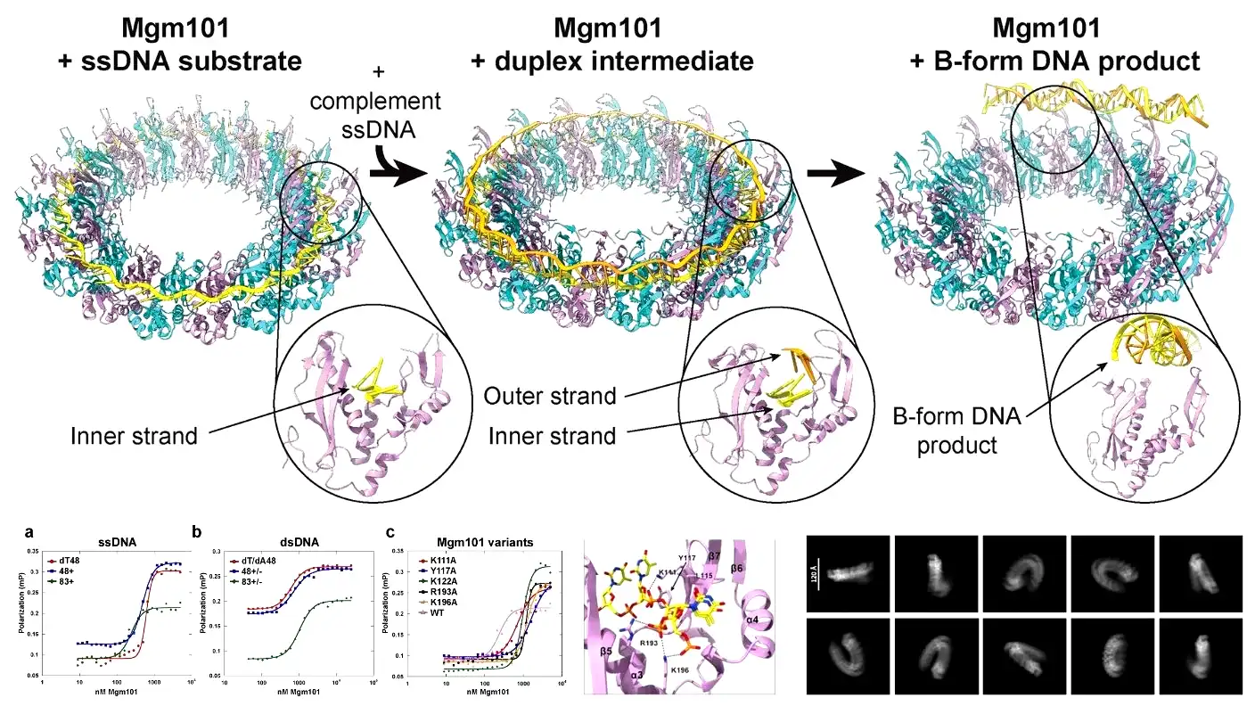 RAD52 homolog Mgm101