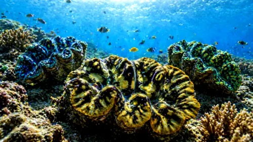 coral reef