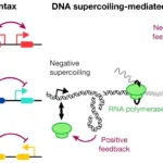 gene syntax