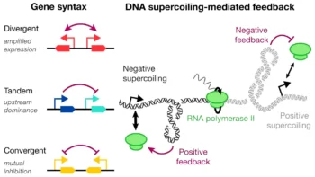 gene syntax