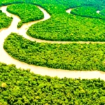 amazon rainforest
