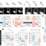flagellar wrapping