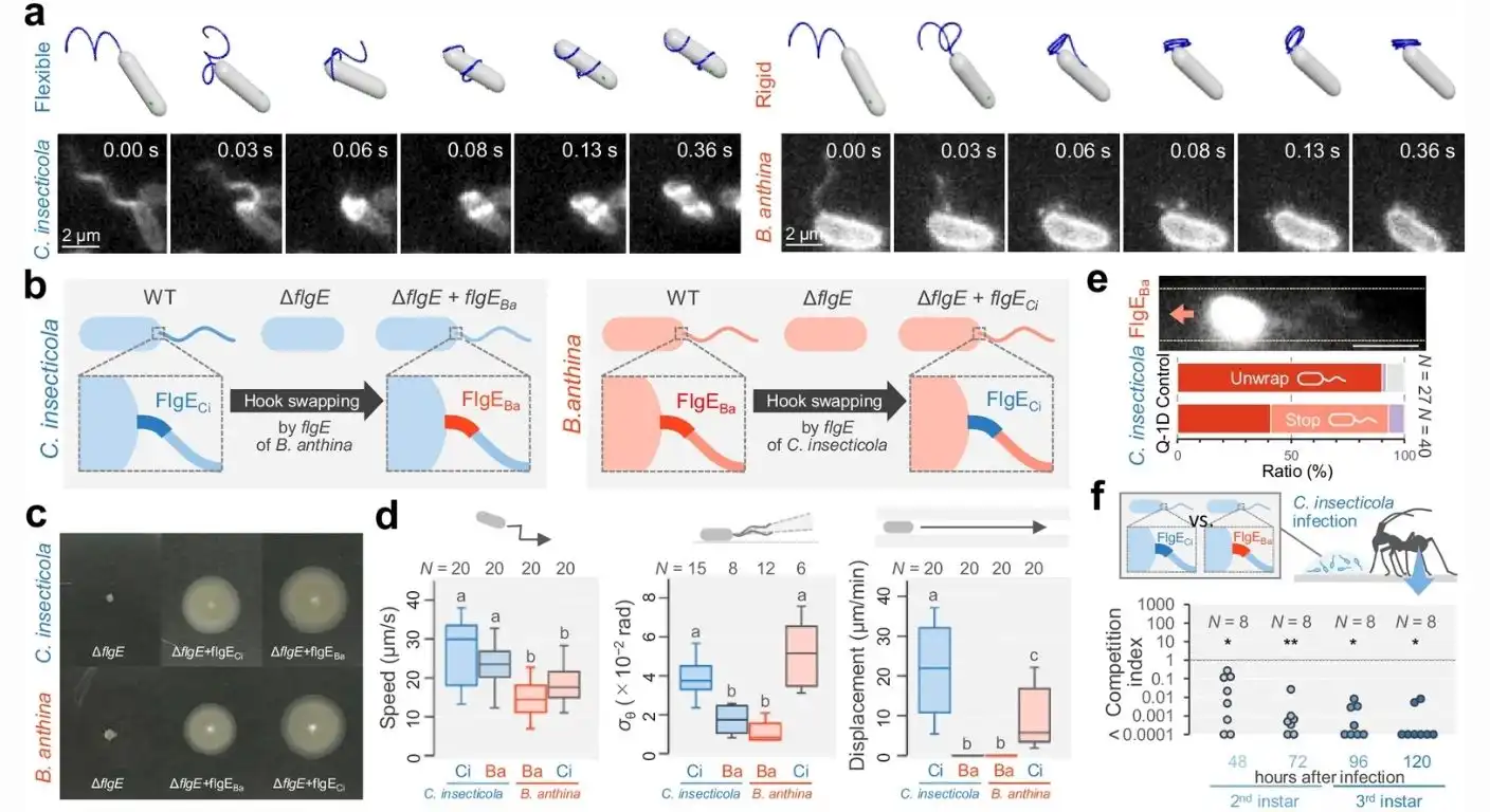 flagellar wrapping