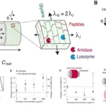 Exogenous peptide