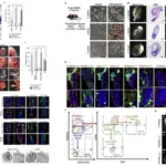 vitro regeneration