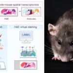 mouse