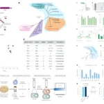 domain of Bacteria