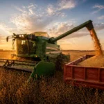 Soybeans