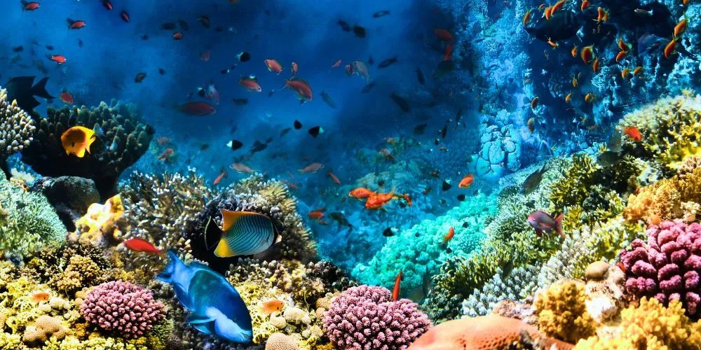 Deep-Sea Corals Guardians of the Abyssal Realm