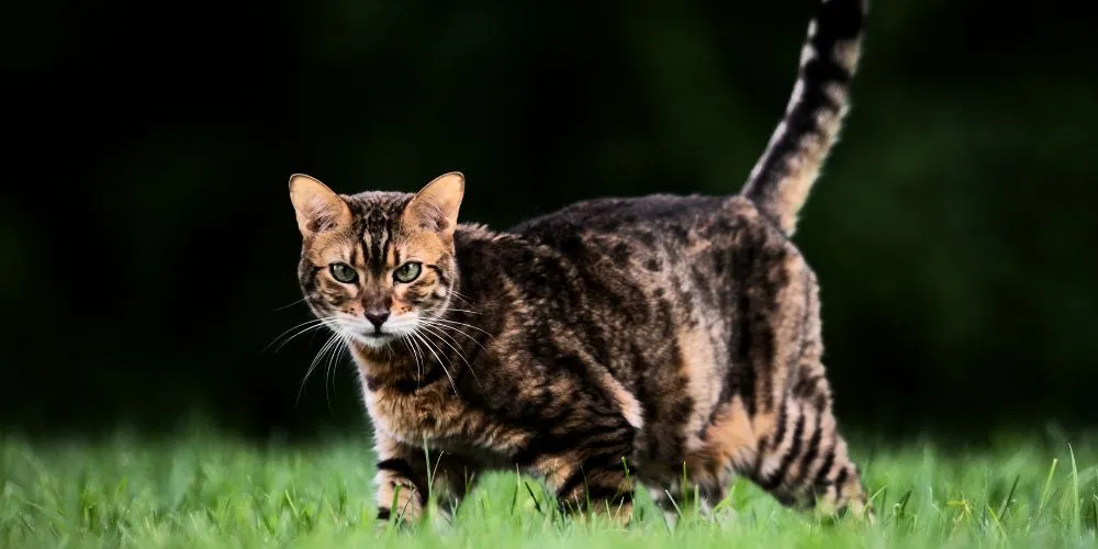 Study Finds Cats' Love for the Outdoors Poses Threat to Biodiversity