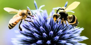 Buzzing Innovation with Robotic Bees Set to Revolutionize Agriculture and Environmental Monitoring