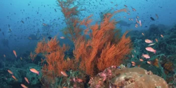 Oceanic Biodiversity: Exploring the Depths of Marine Life
