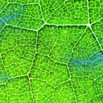 Advances in Artificial Photosynthesis Propel Green and Sustainable Energy Initiatives