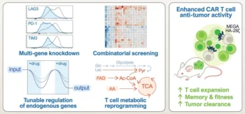 CRISPR-Based System Targets RNA for Precise and Reversible Cell Therapies