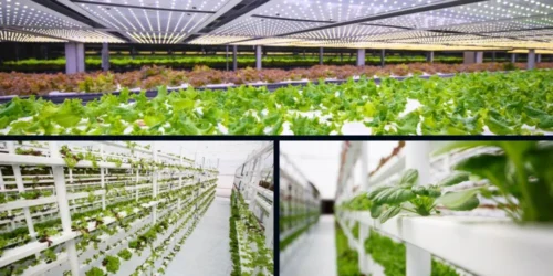 Exploring the Rise of Vertical Farming Cultivating the Future