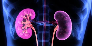 Study Reveals Role of Retinoic Acid Receptors in Protecting Kidneys from Damage