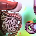 Researchers Identify Natural Gut Compounds for Treating Digestive Issues