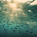 The Quest for Sustainable Fisheries Nurturing Ocean Harmony