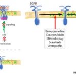 Recent Research Unveiled Fast-Track Drug Screening with Single-Molecule Tracking