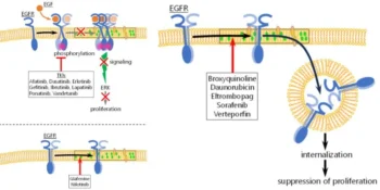 Recent Research Unveiled Fast-Track Drug Screening with Single-Molecule Tracking