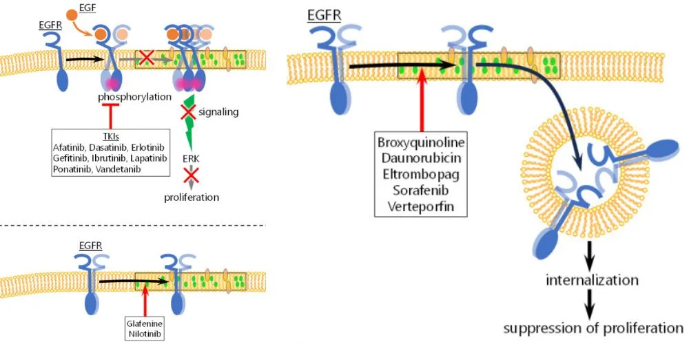 Recent Research Unveiled Fast-Track Drug Screening with Single-Molecule Tracking