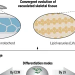 Breakthrough Discovery of Lipocartilage Paves the Way for Advances in Regenerative Medicine