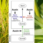 Researchers Unlocking Global Food Security by Uncovering the Role of Auxin in Starch Production