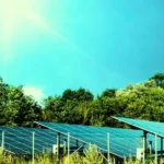 Solar Parks Can Boost Biodiversity but Need Better Management, Study Finds