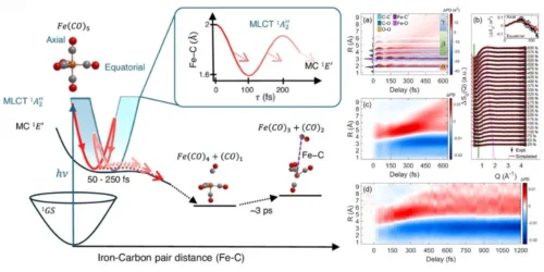 Ultrafast X-Rays Reveal Hidden Atomic Motions in Light-Activated Catalysts