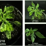 Dual Gene Strategy Offers Breakthrough Resistance to Devastating Pepper Viruses