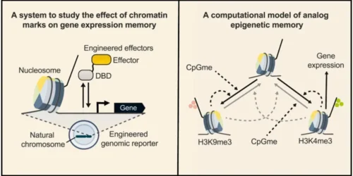 Epigenetic Memory
