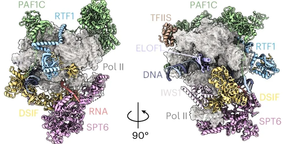 Observation of mammalian