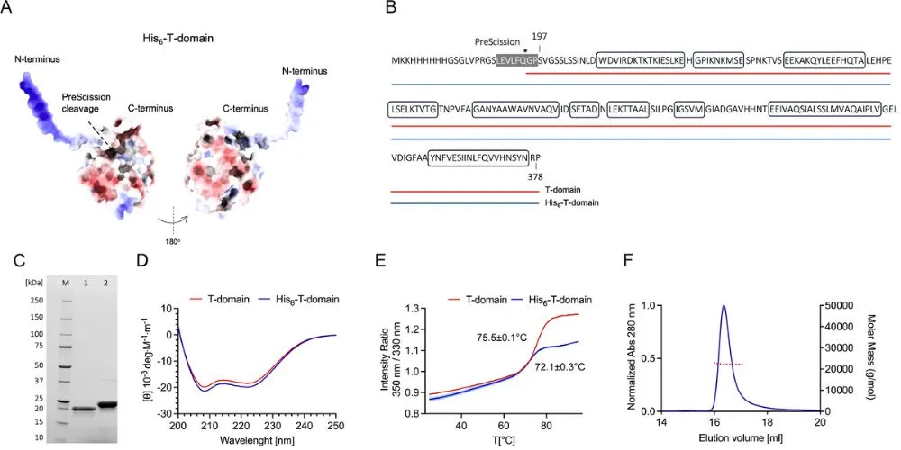 T-domain construct features