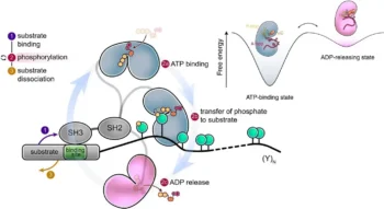 Src catalytic cycle