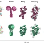 Chromatin organization
