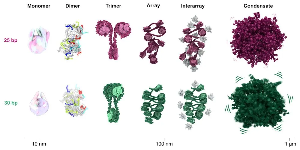 Chromatin organization