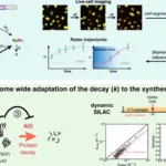 mTOR-mediated mechanisms