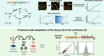 mTOR-mediated mechanisms