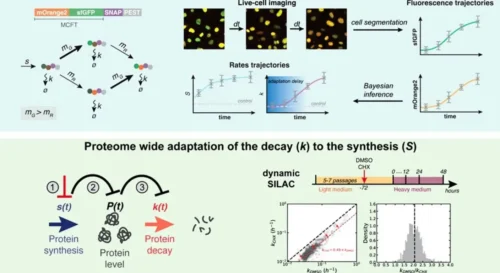 mTOR-mediated mechanisms
