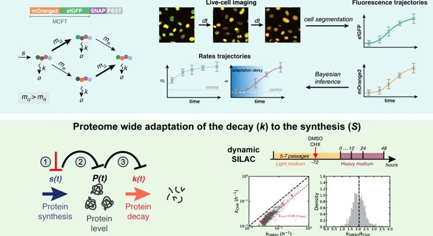mTOR-mediated mechanisms