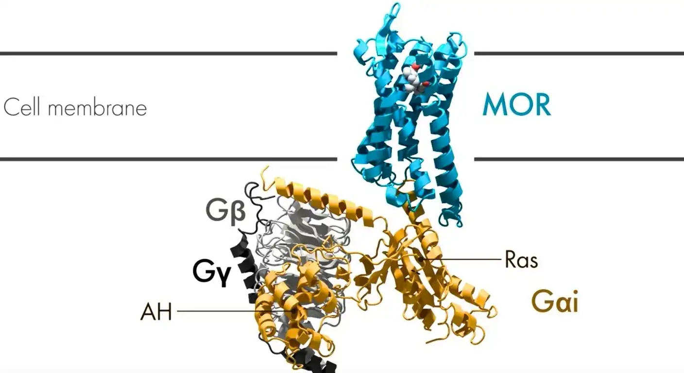 MOR-Gi complex