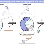 Polynucleotide phosphorylase (PNPase)