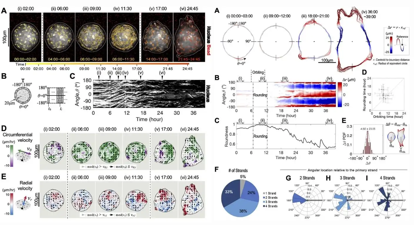 Multicellular spheroids transition