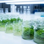 Plant tissue culture