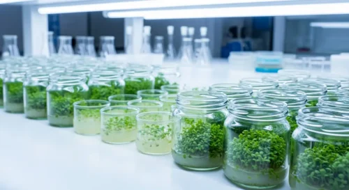 Plant tissue culture